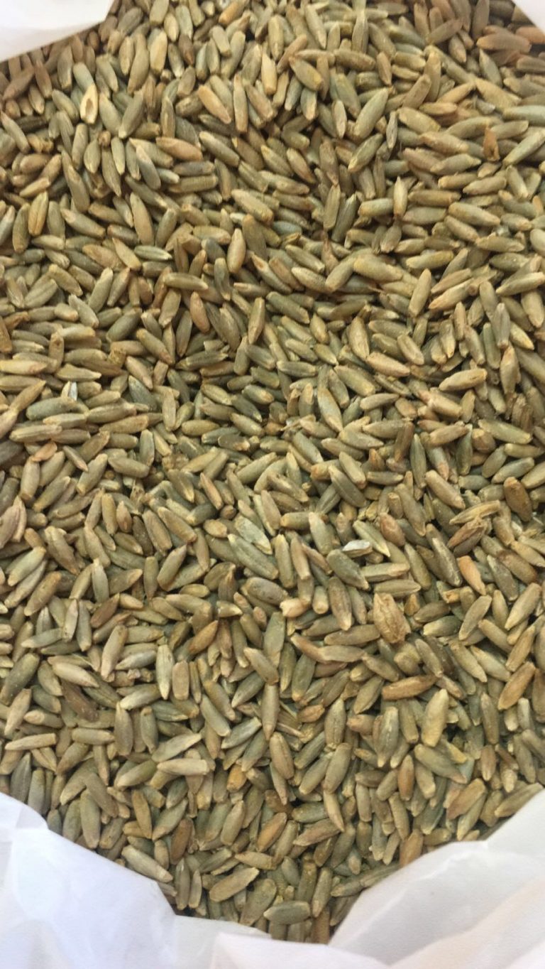 Semilla Ecol Gica Triticale Rgt Bellac Cereales Angora