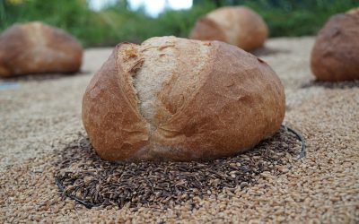 La materia prima en el pan ecológico