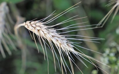 Agricultura ecológica: ¿qué dice la ciencia?