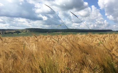 La rentabilidad de la agricultura ecológica