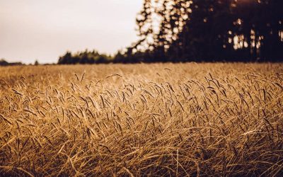 Agricultura ecológica para mitigar el cambio climático