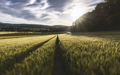 Cambio climático y agricultura ecológica