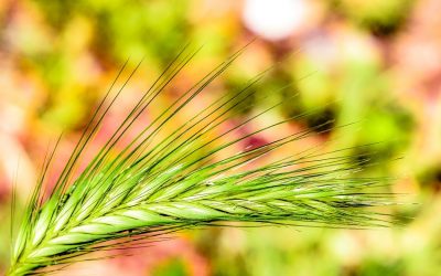 España, primer puesto a nivel europeo en superficie dedicada a la agricultura ecológica