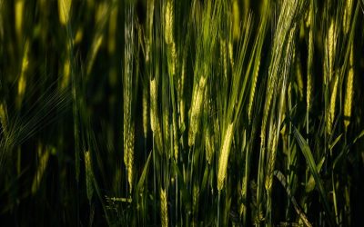 Futuros cambios en la agricultura ecológica