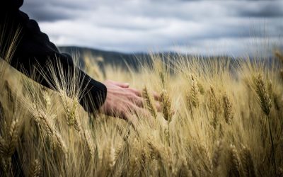 Apostar por la agricultura ecológica, la agricultura del futuro