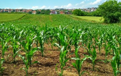 Agricultura eco durante la pandemia