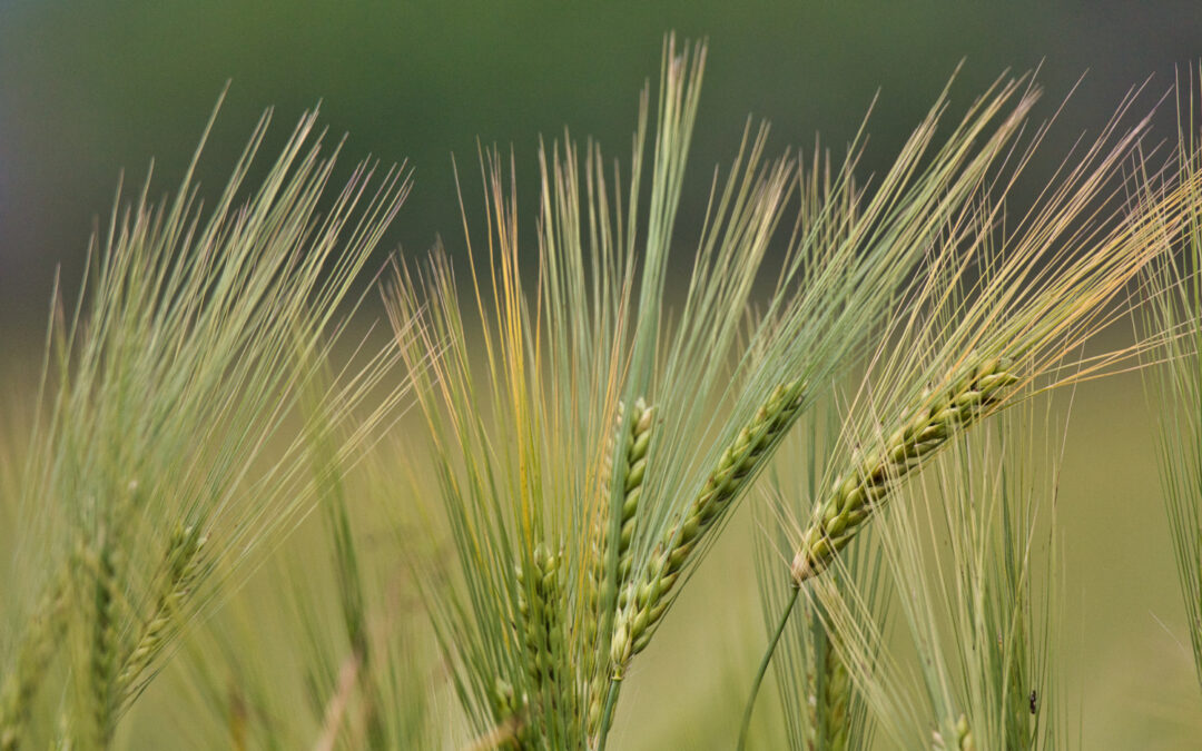 Triticale: el cereal del futuro que fusiona la ciencia y la naturaleza